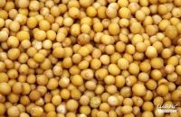 Mustard seeds