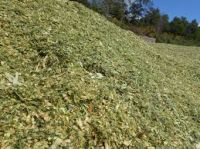 Corn Silage for Animal Feed from VietNam