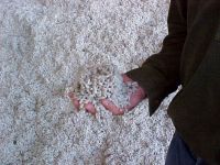 Cotton Seed