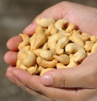 Cashew Nut W240 W320 W450
