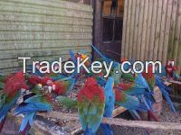 Parrots and Parrot Chicks And Fertile parrot Eggs For Sale