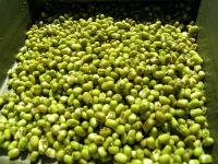 Mung Bean From Vietnam High Quality