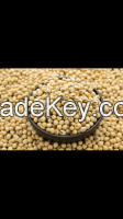 soybean