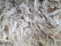 SARDINIAN CARPET GRADE GREASY WHITE WOOL