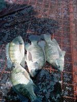 Nile Tilapia from Uganda