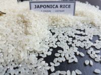 JAPONICA RICE