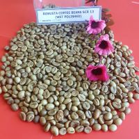 ROBUSTA COFFEE BEAN 