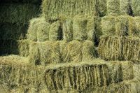 Dehydrated Alfalfa Or Alfalfa/lucerne Hay Bales / Timothy Hay Bales