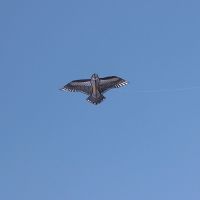Kite