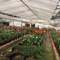 2018 New Model Film Tunnel Greenhouse with Covering