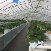 2018 New Model Film Tunnel Greenhouse with Covering From China