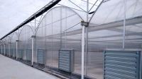 The Cheapest Hot Sale Sainpoly Agricultural/Commercial Plastic Greenhouse From China
