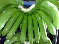 FRESH CAVENDISH BANANA From India