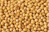 Organic Soybean