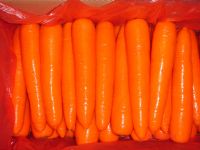 fresh carrot, red fresh carrots , organic carrots,carrots, new carrots,