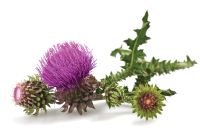 Milk Thistle Extract