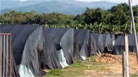 HDPE sun shade net for sale