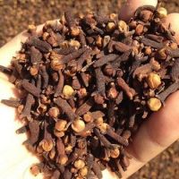 100% QUALITY RAW CLOVES For Sale