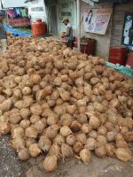 Dried Coconut and Other Coconut Products