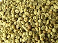 Lowest Price Robusta Coffee Bean Vietnam