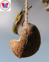 oval coconut shell with coir string From Vietnam