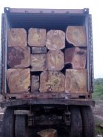 Timber Wood, Round Logs Timber,Kosso / Rose Wood, Mahogany From Nigeria