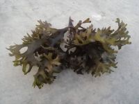 seaweed seamoss  chondrus crispus irishmoss gracilaria