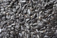 Sunflower seeds (NON-GMO), Moldova Origin