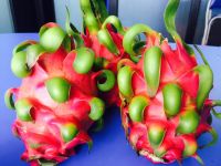 FRESH DRAGON FRUIT