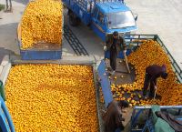 Factory Price Mango/Pineapple/Orange/Citrus Juice /Fruit Juice Production Line