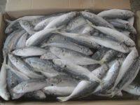 https://cn.tradekey.com/product_view/Best-Quality-Excellent-Price-For-High-Quality-Frozen-Mackerel-Fish-10285967.html