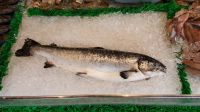 Norwegian Salmon