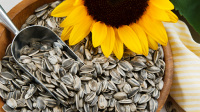 High Quality Sunflower Seeds