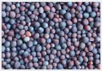 High Quality Canola Seeds