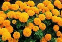 Marigold Flower & Marigold Extract