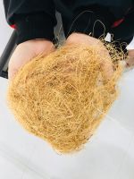 Coconut coir fiber, coconut shell, coconut shell charcoal From Vietnam