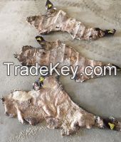 wet salted cow head skin