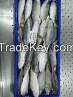 Frozen Indian Mackerel
