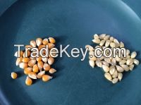 Hight Quality of Yellow &amp; White Corn for sale