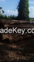 Teak wood logs and timber