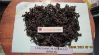 DRIED SAGASSUM SEAWEEDS/ DRIED SEAWEEDS