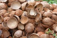RAW COCONUT SHELLS/ COCONUT SHELL CHIPS