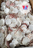 SEA SCALLOP SEASHELL HIGH QUANLITY FROM VIET NAM