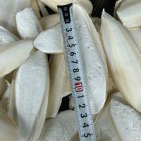 Cuttlefish Bones/ Dried Cuttlefish Bone/ Cuttle Fish Bone From Vietnam