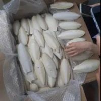 Top Quality Cuttlefish Bone From Vietnam