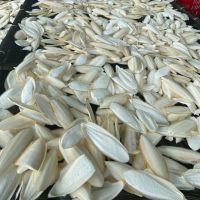 BULK CUTTLEBONE/ DRIED CUTTLEFISH BONE FOR PETS AND BIRG FOR SALE