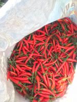 FINEST DRIED CHILI / BOLD AND FRAGRANT / MADE IN VIETNAM