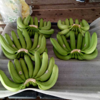 FRESH CAVENDISH BANANAS  SWEET AND NUTRITIOUS