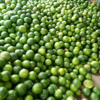 JUICY SEEDLESS LIME / EASY TO SQUEEZE AND PACKED WITH CITRUS GOODNESS / MADE IN VIETNAM