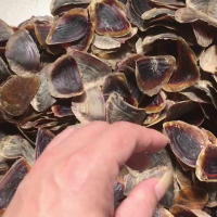 MUREX OPERCULUM SHELL PIECES / IDEAL FOR JEWELRY AND DECOR / MADE IN VIETNAM